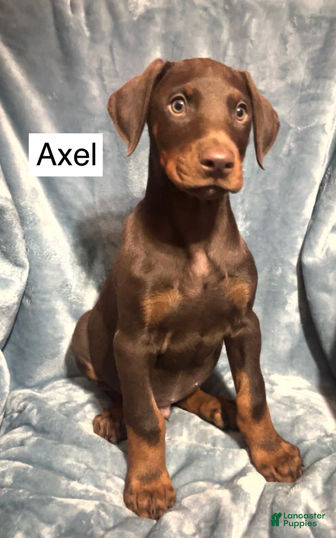 Doberman Pinscher dogs for sale: Axel - Ad 2