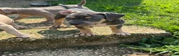 American Bully dogs for sale: Butterscotch - Ad 14