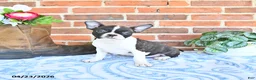 Boston Terrier dogs for sale: Mercida - Ad 2