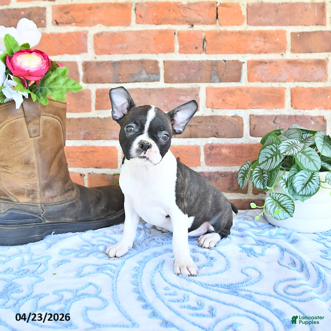 Boston Terrier dogs for sale: Mercida - Ad 2