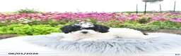 Bichpoo dogs for sale: Miss Patty - Ad 9