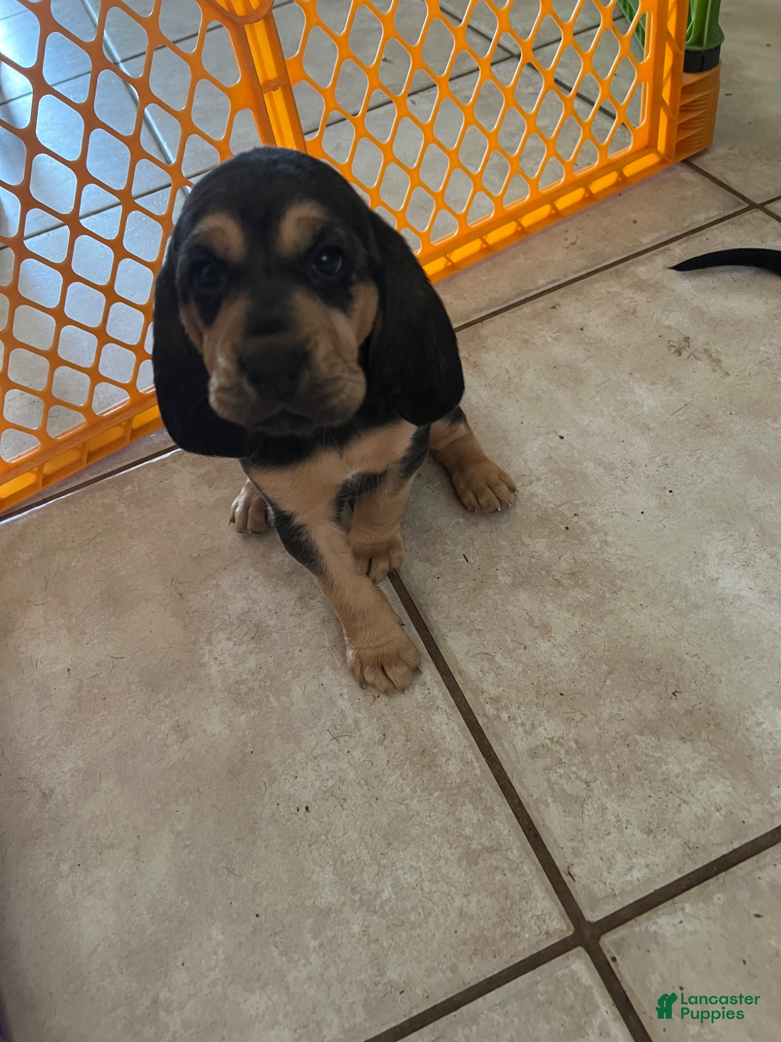 Bloodhound dogs Bloodhound Puppy 3 - Ad 1