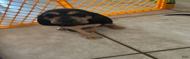 Bloodhound Puppy 3