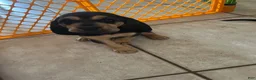 Bloodhound dogs for sale: Bloodhound Puppy 3 - Ad 1