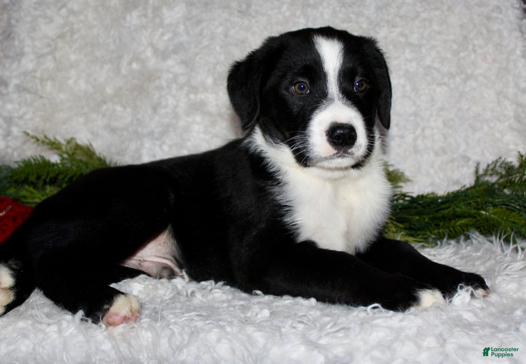 Bernedoodle dogs for sale: Milo - Ad 3