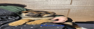 German Shepherd Puppy 1