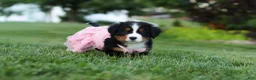 Bernese Mountain Dog dogs for sale: Aurora - Ad 2