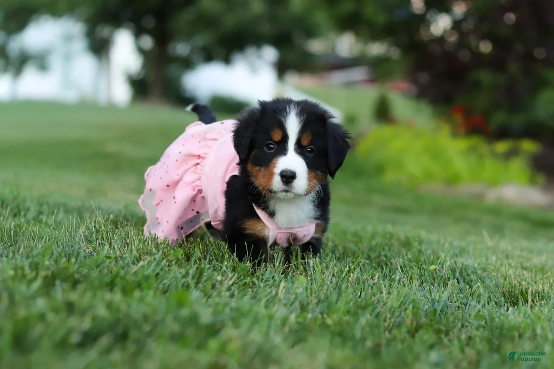 Bernese Mountain Dog dogs for sale: Aurora - Ad 2