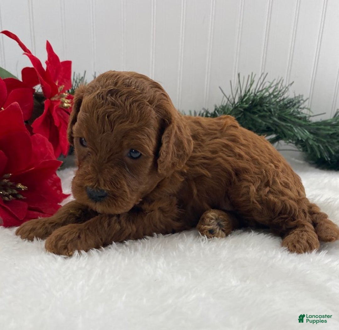 Cavapoo dogs for sale: Sparky - Ad 4