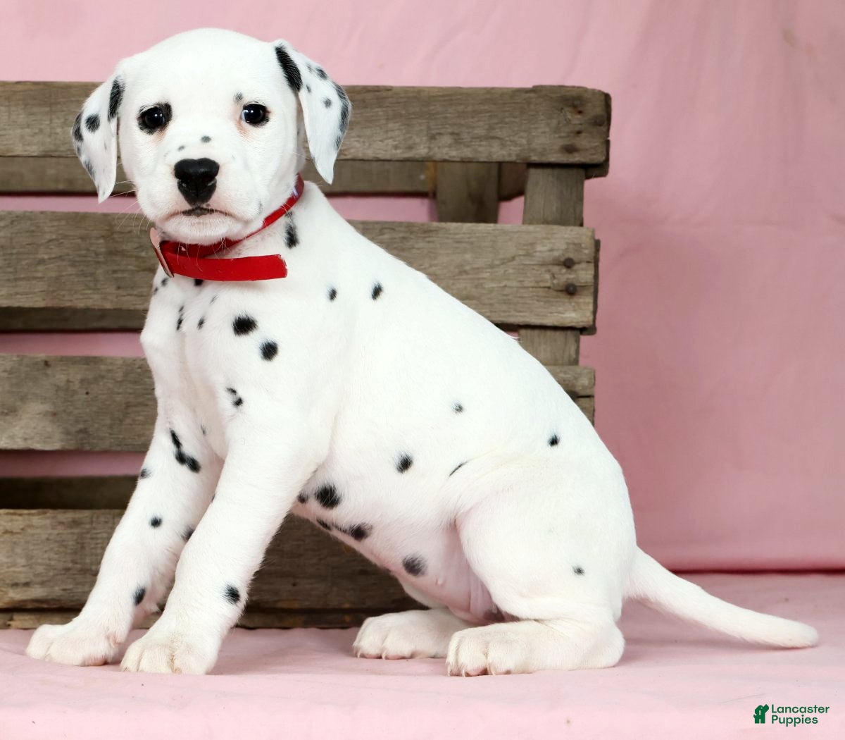 Dalmatian dogs Julie - Ad 2
