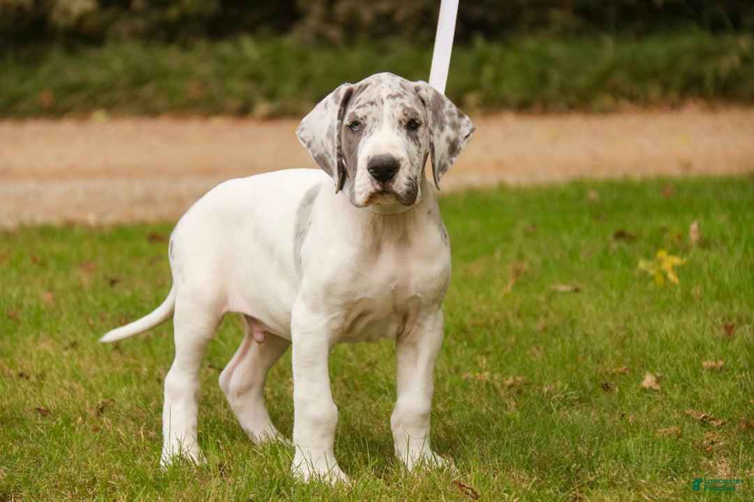 Great Dane