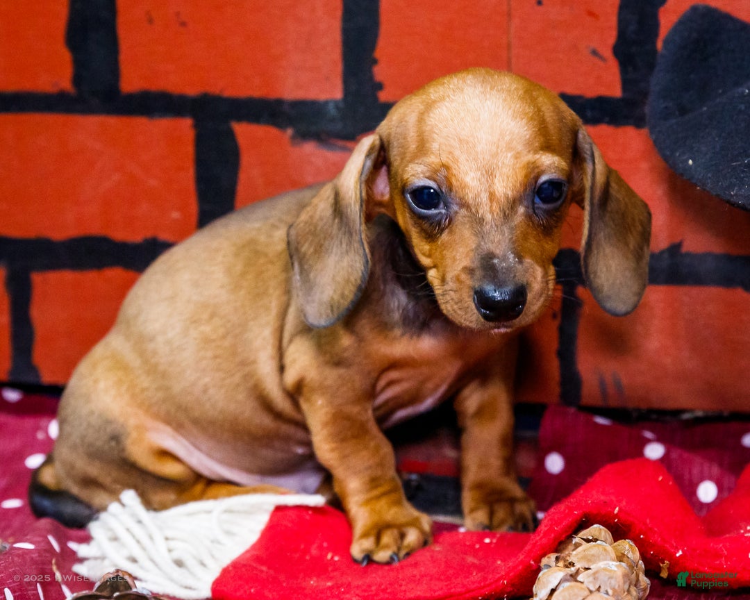 Miniature Dachshund dogs for sale: Xander - Ad 9