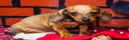 Miniature Dachshund dogs for sale: Xander - Ad 13