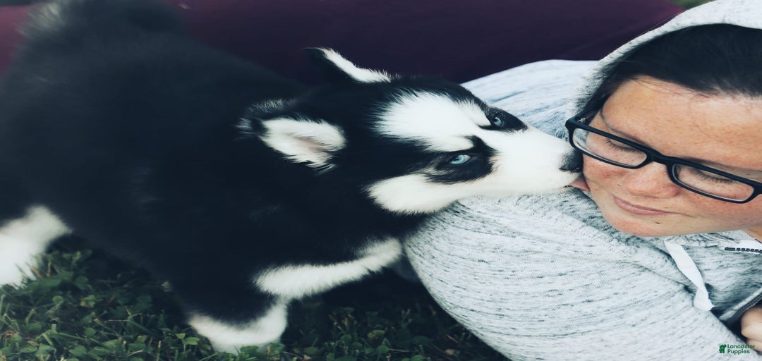 Gallery Image {{count}}