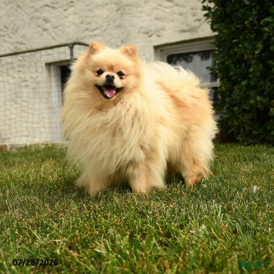 Pomeranian dogs Polar - Ad 31