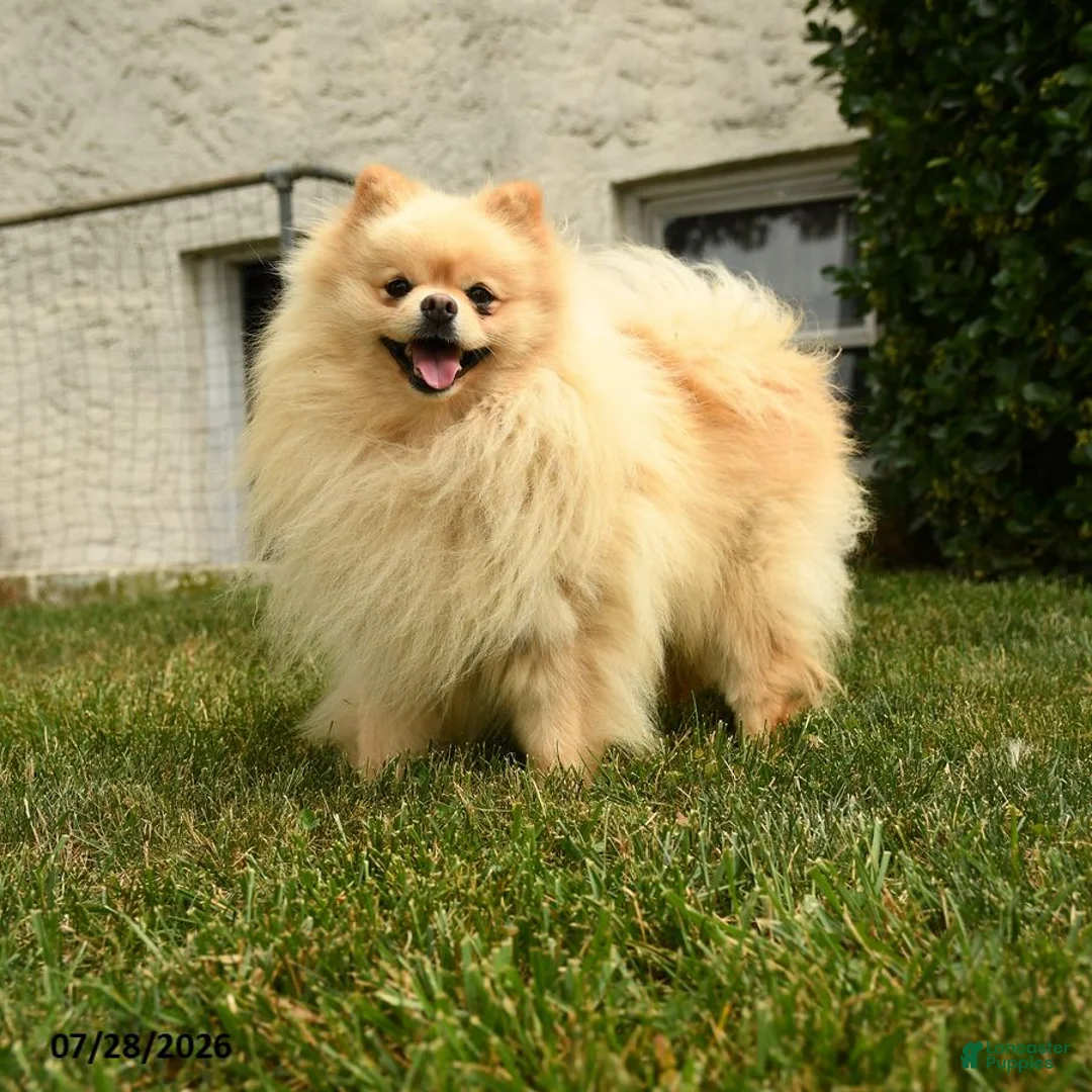 Pomeranian dogs for stud: Polar - Ad 1