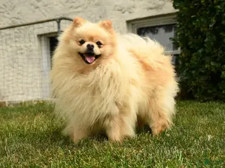 Pomeranian dogs Polar - Ad 31