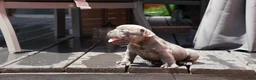 French Bulldog dogs for sale: Bentley Blue - Ad 9