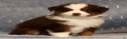 Miniature Australian Shepherd dogs for sale: Finley - Ad 6