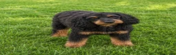 Cavapoo dogs for sale: Cavapoo 1 - Ad 3