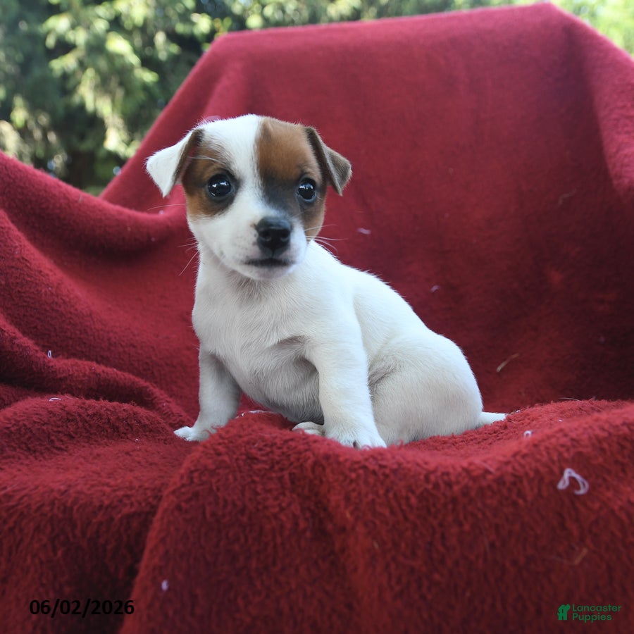 Jack Russell Terrier dogs for sale: Muffin - Ad 3
