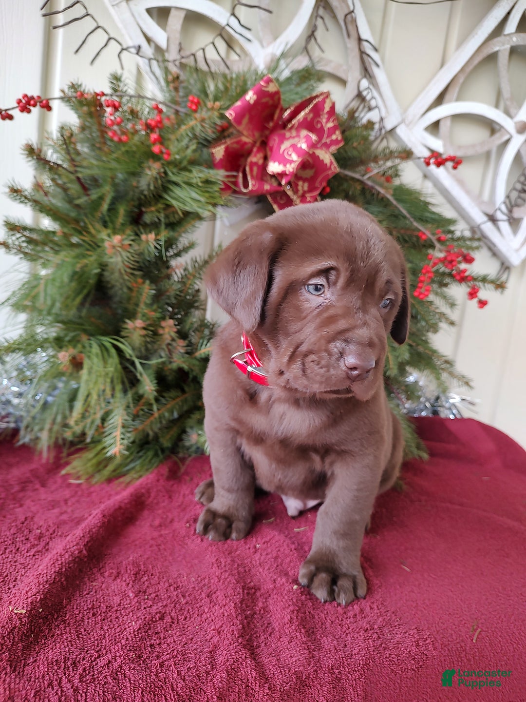 Labrador Retriever dogs for sale: Nash - Ad 6