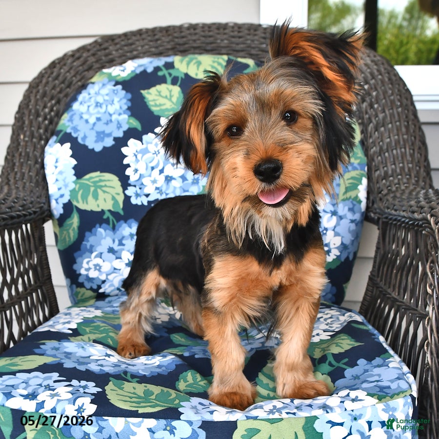 Yorkshire Terrier dogs Quinn - Ad 2
