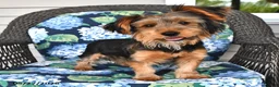 Yorkshire Terrier dogs for sale: Quinn - Ad 2