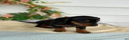 Miniature Dachshund dogs for sale: Janie - Ad 13
