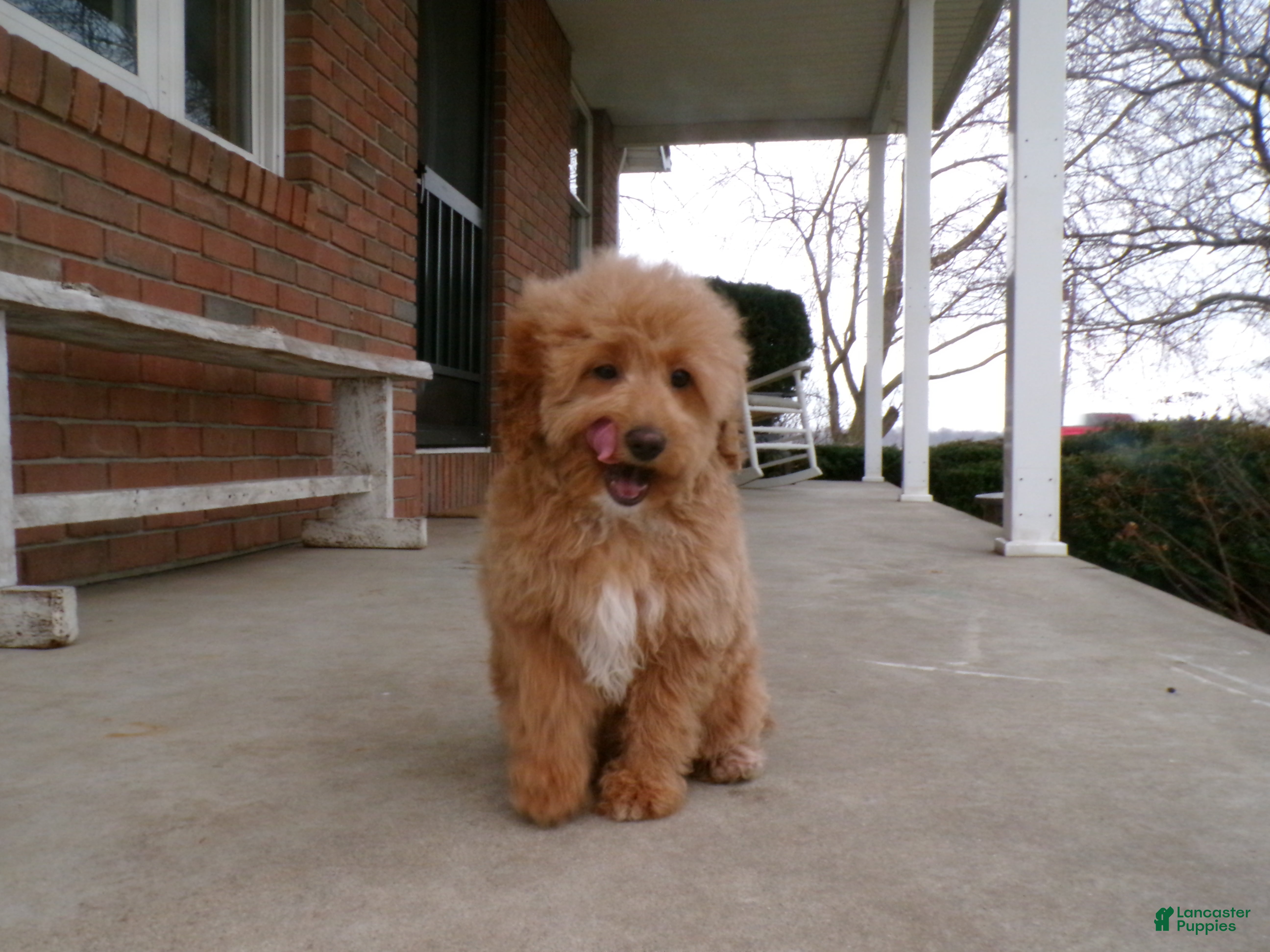 Mini Goldendoodle dogs Bonnie - Ad 1