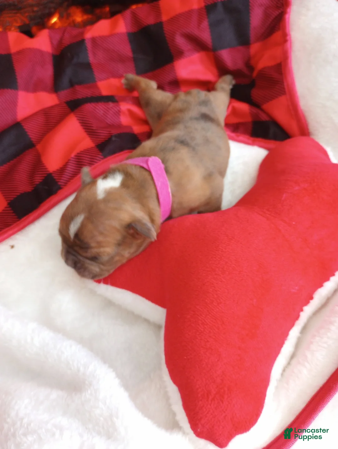 Olde English Bulldogge dogs for sale: Olde English Bulldogge Puppy 5 - Ad 8