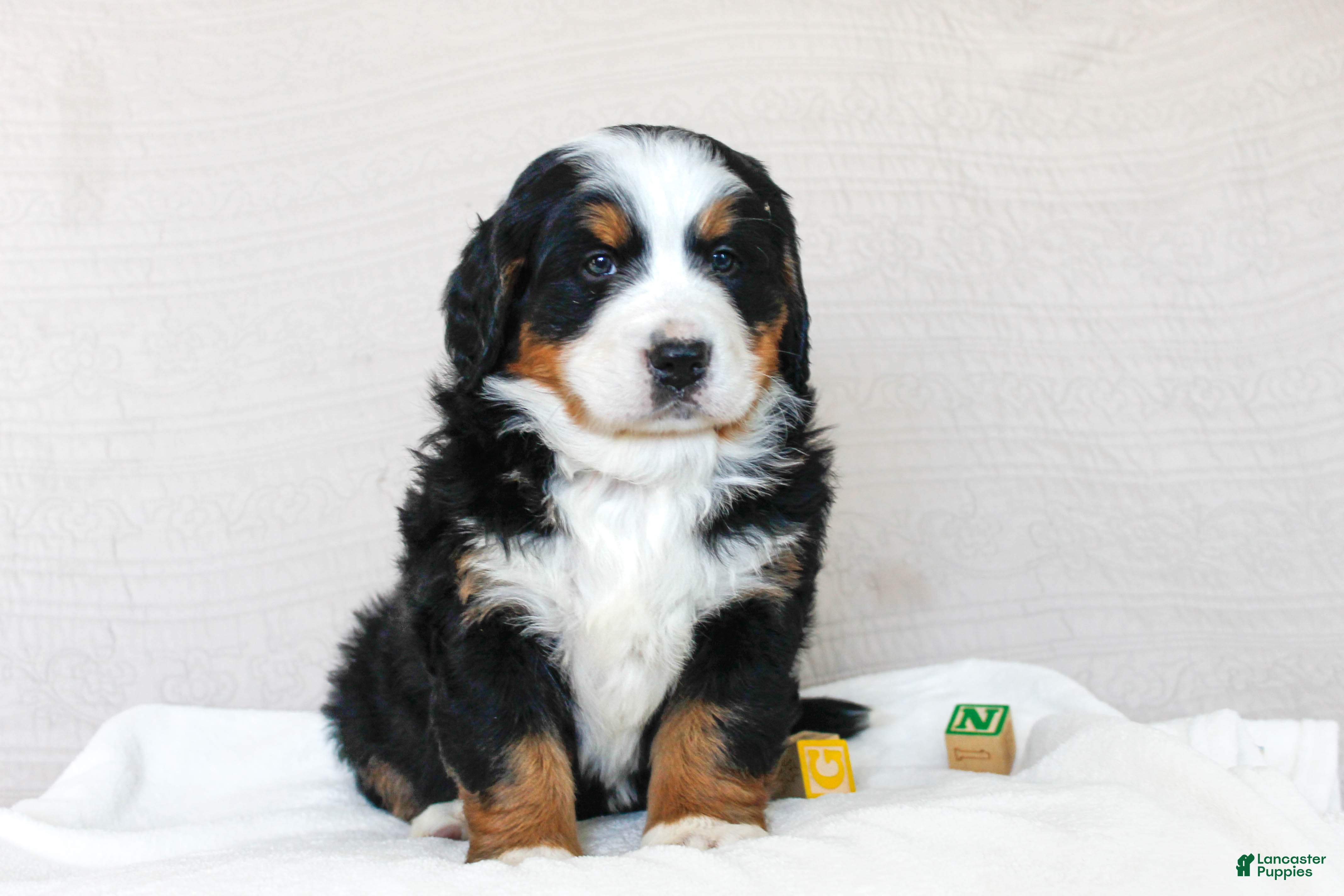 Bernese Mountain Dog dogs Julia - Ad 10