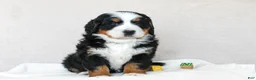 Bernese Mountain Dog dogs for sale: Julia - Ad 1