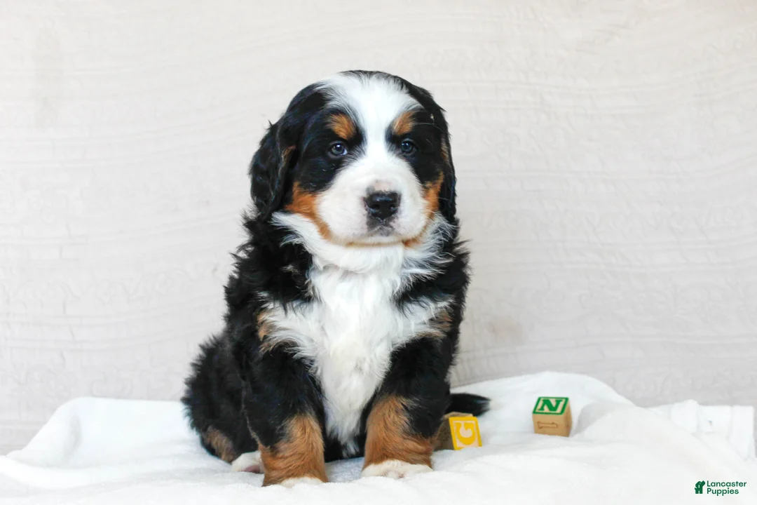 Bernese Mountain Dog dogs for sale: Julia - Ad 1