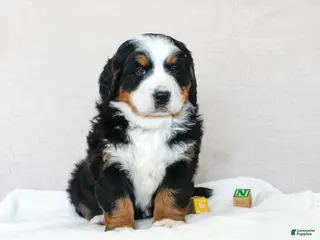 Bernese Mountain Dog dogs Julia - Ad 10