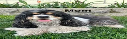 Cocker Spaniel dogs for sale: Asher - Ad 6
