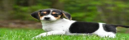 Beagle dogs for sale: Jasper - Ad 2