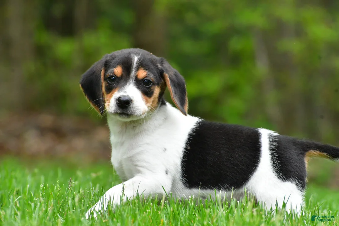 Beagle dogs for sale: Jasper - Ad 2