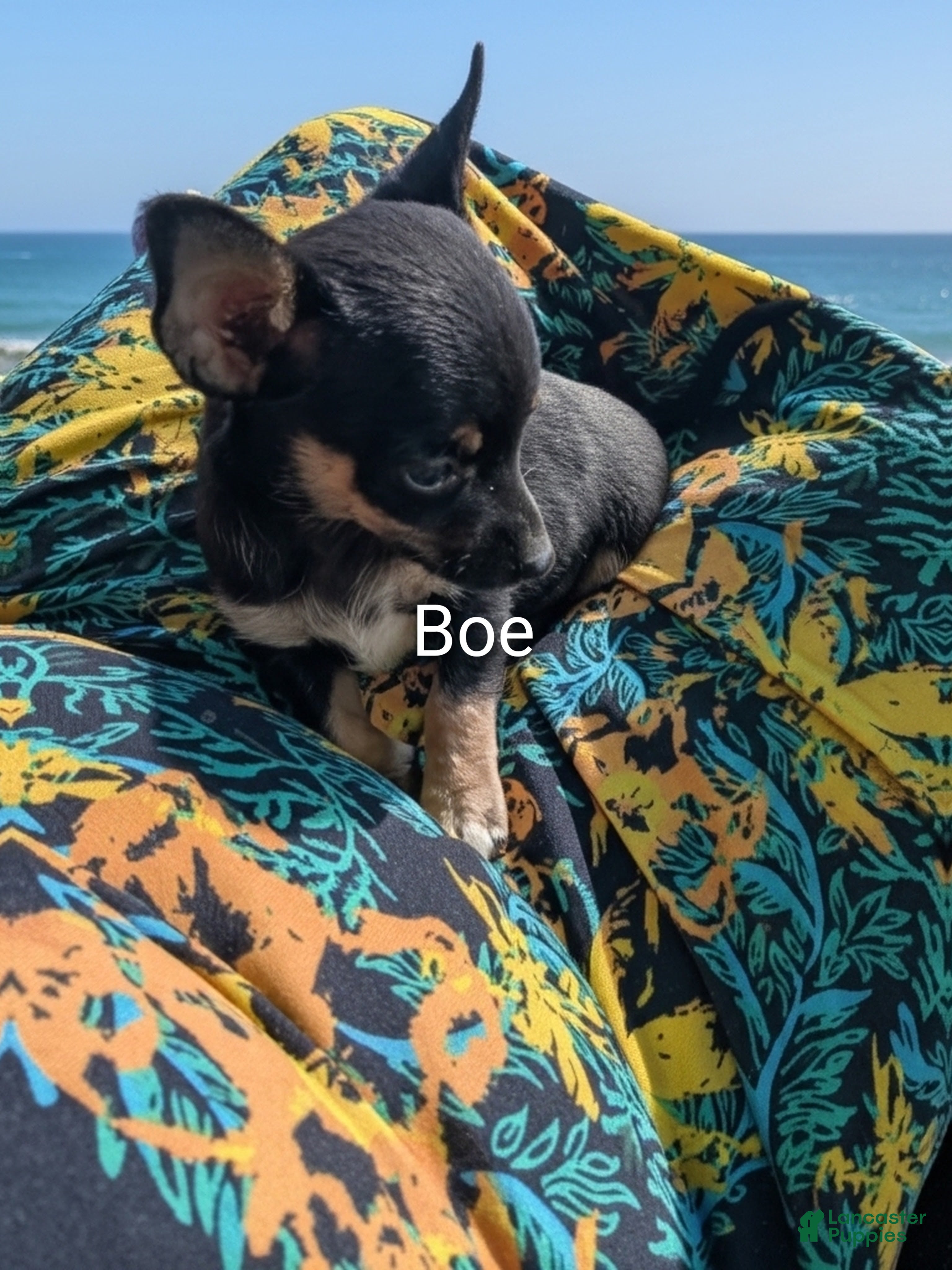 Chihuahua dogs Chihuahua Puppy 1 - Ad 36