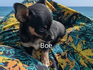 Chihuahua dogs Chihuahua Puppy 1 - Ad 39