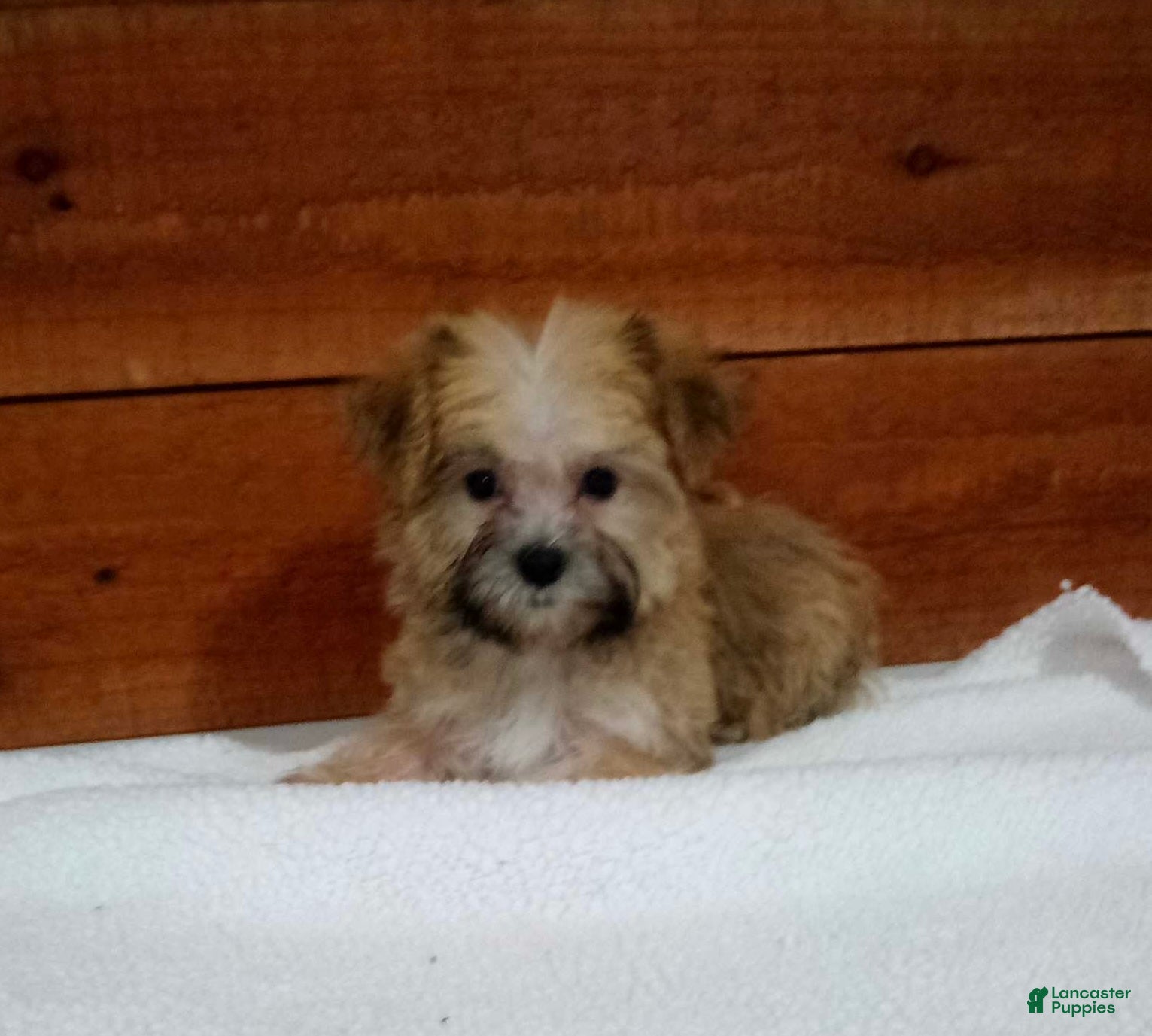Morkie dogs for sale: Ranger - Ad 2