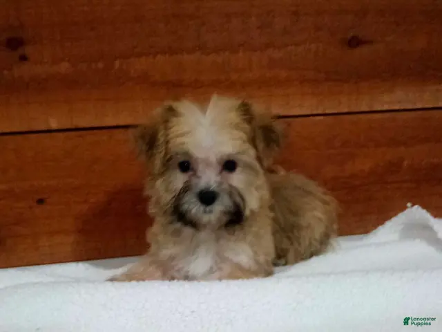 Morkie dogs for sale: Ranger - Ad 2