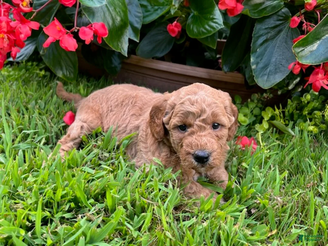 Mini Goldendoodle dogs for sale: Rosie - Ad 4