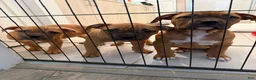 American Bully dogs for sale: Puppy3 female - Ad 4