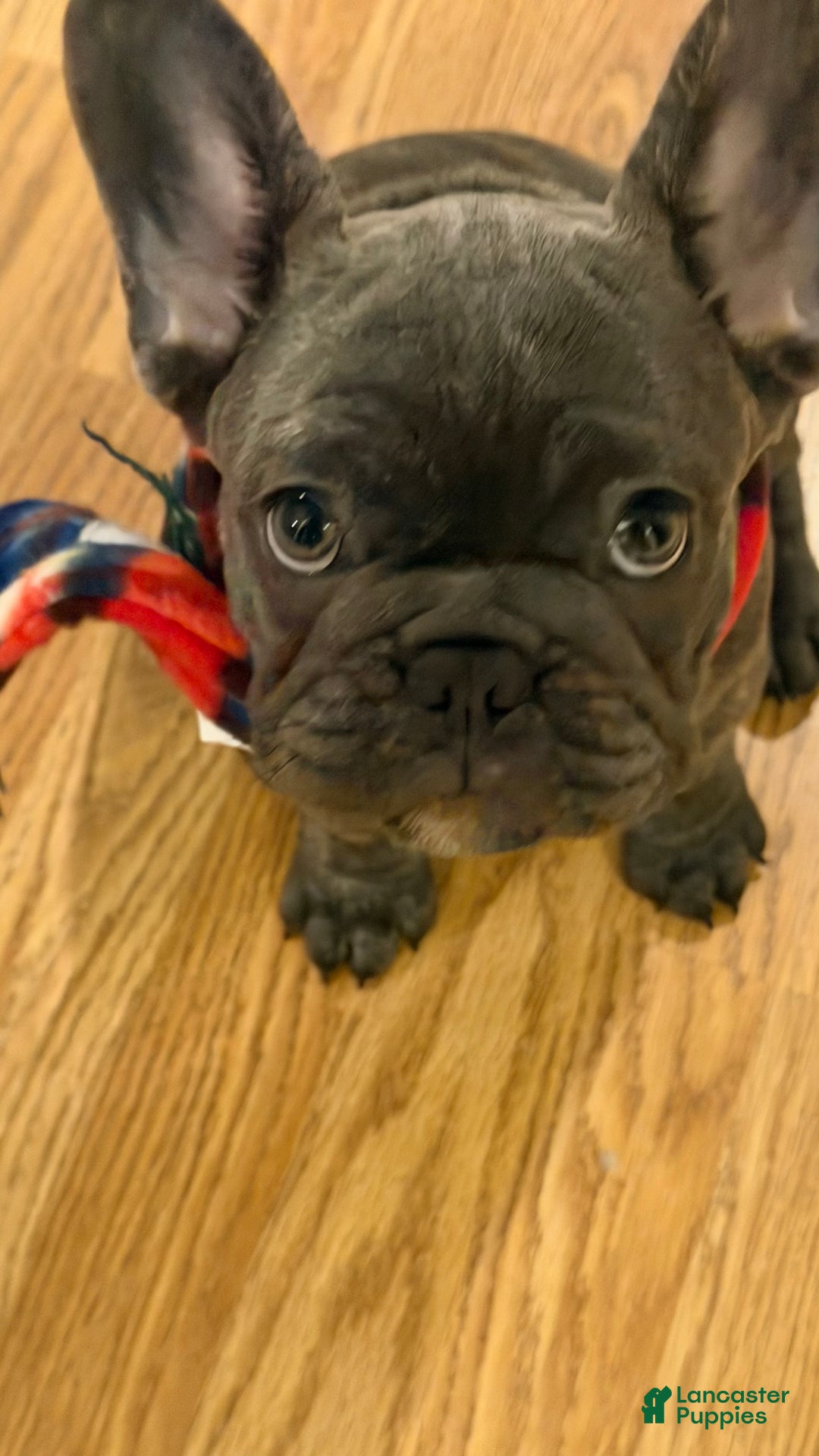 French Bulldog dogs for sale: French Bulldog Puppy 2 - Ad 7