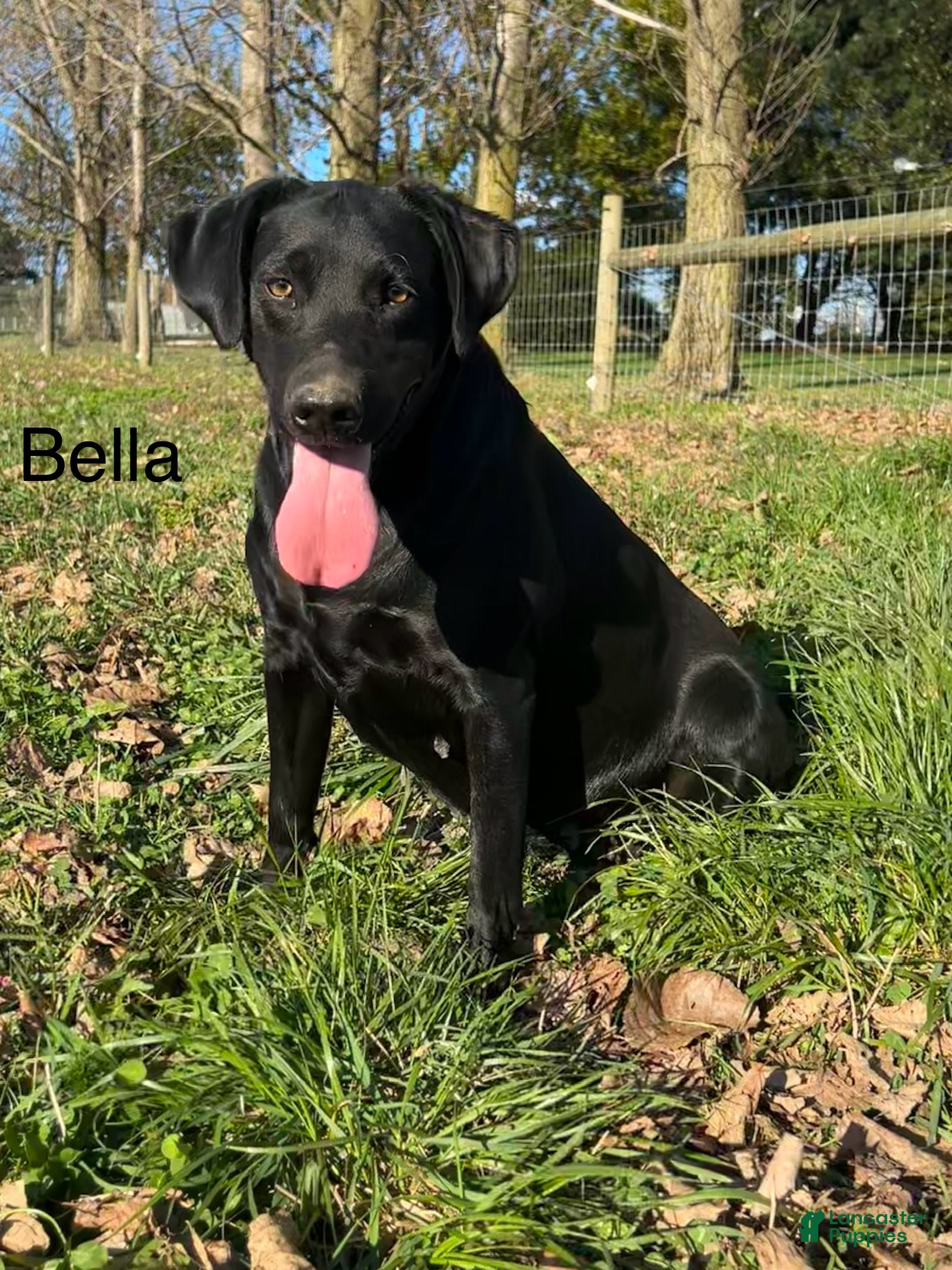 Bella