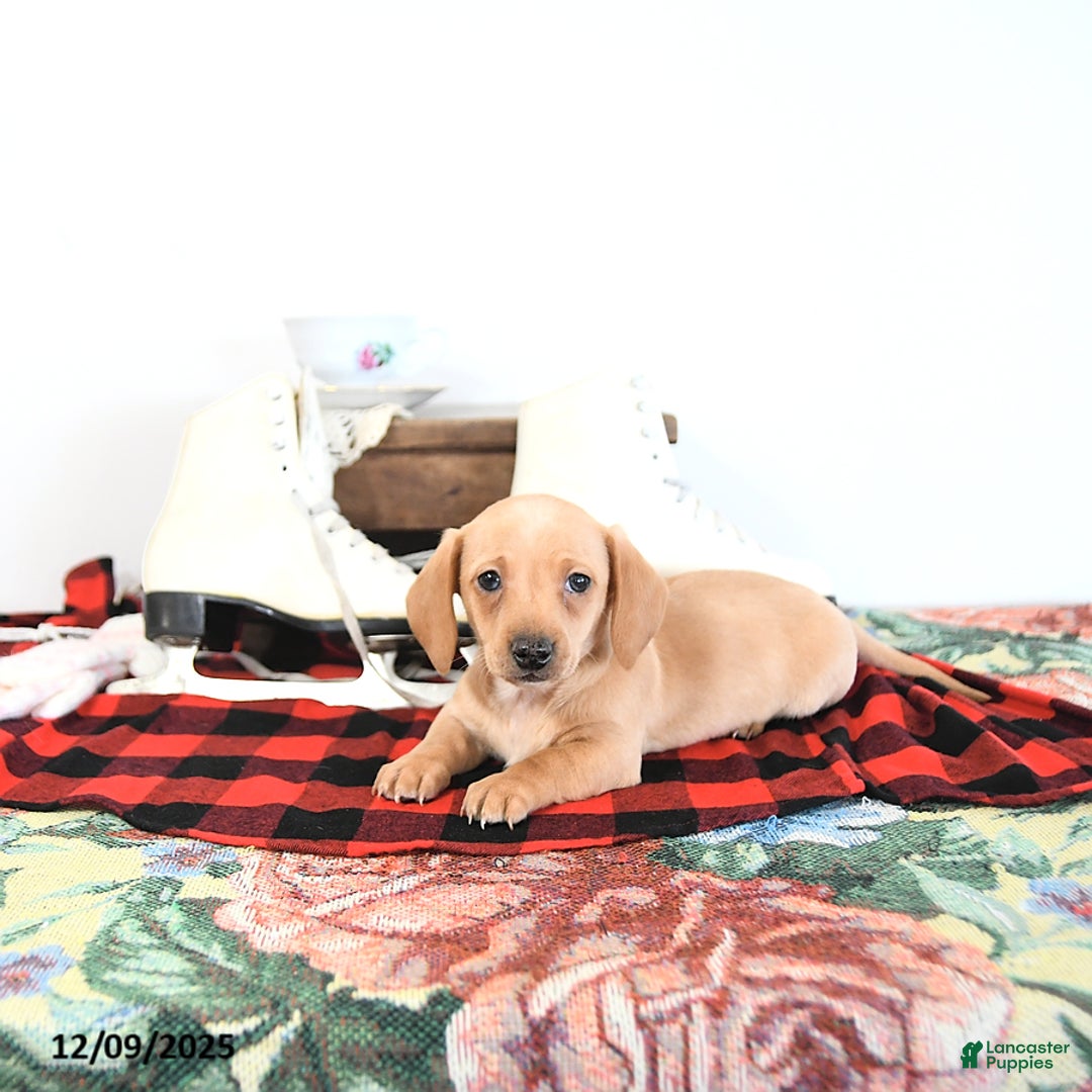 Miniature Dachshund dogs for sale: Benny - Ad 14