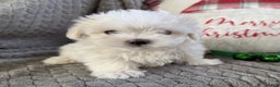 Maltese dogs for sale: Snowflake  - Ad 4