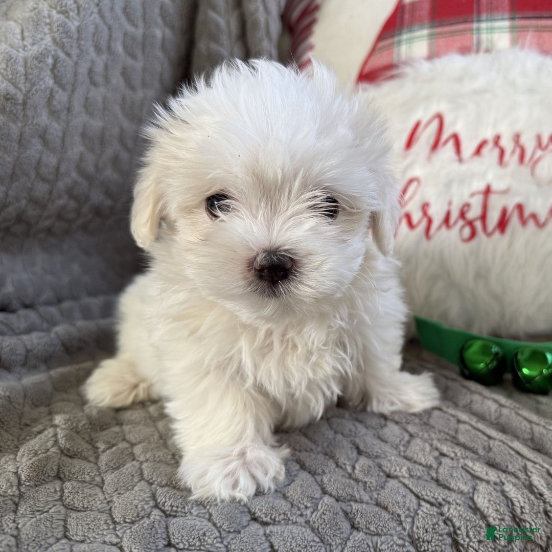 Maltese dogs for sale: Snowflake  - Ad 4