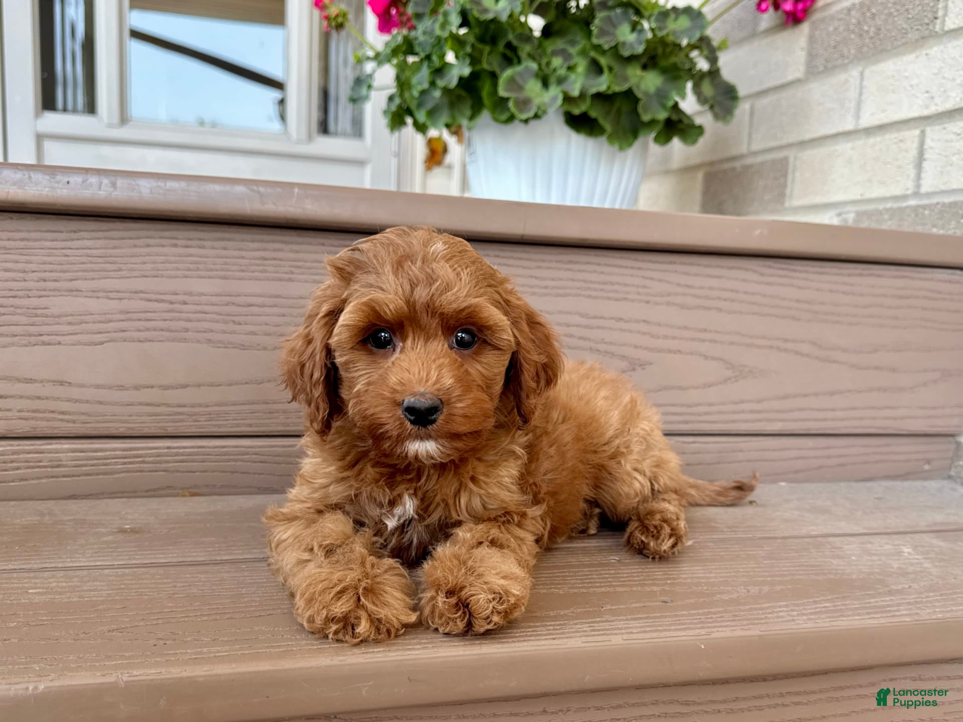 Cockapoo dogs Samantha - Ad 2